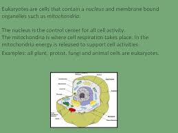Check spelling or type a new query. Cell Structure And Function Representative Plant Cell Representative