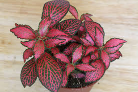 The nerve plant, also known as the fittonia is a small, com. Mosaic Plant Nerve Plant Fittonia Albivenis Verschaffeltii