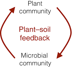 Sparingly clumping, stems to (i cm high by 4.5 cm; Eco Evolutionary Dynamics In Plant Soil Feedbacks Terhorst 2016 Functional Ecology Wiley Online Library