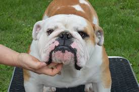 A ogni allevamento è associata una scheda con la descrizione dell'attività, le immagini e gli annunci di cuccioli di bulldog inglese in vendita. Bulldog Villa Eden Selezione Bulldog Inglese