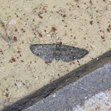 Image result for Eupithecia tripunctaria