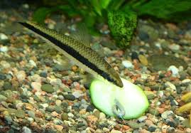 Although the siamese algae eater is prolific at cleaning any type of algae, it has a marked appetite for black algae. Hair Algae Eaters Off 67 Www Usushimd Com