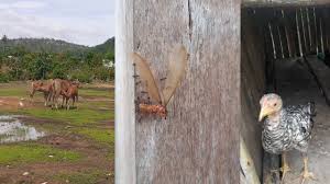 Ttspedia memuat lebih dari 61.688 data pertanyaan dan jawaban tts. Teka Teki Silang Biologi Kelas X Sma Dunia Hewan Atau Animalia Orang Pu Skil