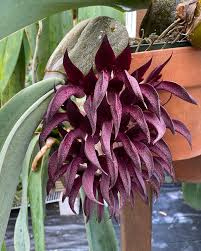 Image result for Bulbophyllum josephi