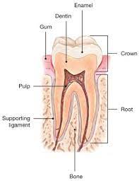 Cracked Teeth American Association Of Endodontists
