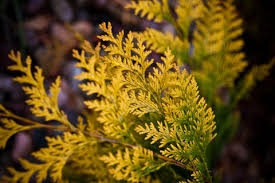 Image result for thuja drying out dead dried symptoms)