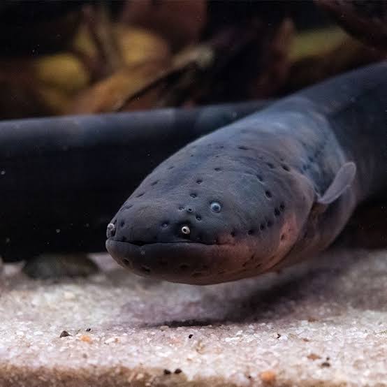 Electric Eel - Georgia Aquarium