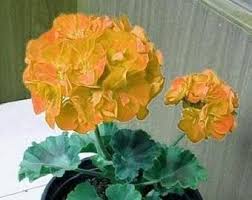 And when you choose discount flower delivery, you know you'll find a great gift without sacrificing the quality you've come to trust from. 100 Bulk Geranium Seeds For Sale Maverick Salmon Etsy In 2021 Planting Flowers Geranium Plant Geraniums