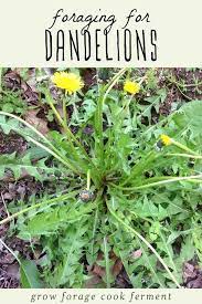 Dandelion Foraging Identification Look Alikes And Uses Medicinal Weeds Medicinal Plants Dandelion