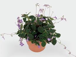 Image result for Streptocarpus erubescens