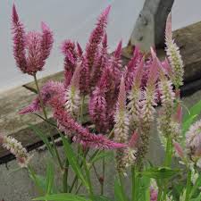 Celosia Seed Pampas Plume In 2020 Border Plants Pampas Seeds