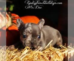 However, this breed also make excellent watchdogs joel joel is a reverse brindle male french bulldog puppy. View Ad French Bulldog Litter Of Puppies For Sale Near Tennessee Huron Usa Adn 224880