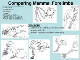 Change in a species the theory of evolution the process by which species of organisms change over time is called the theory of evolution. Homologous Structures Ppt Download