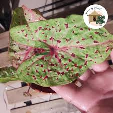 Huge sale on miss muffet caladium now on. Kp Holland Miss Muffet Caladium Pokok Keladi Indoor Plant Real Live Plant Home Furniture Gardening On Carousell