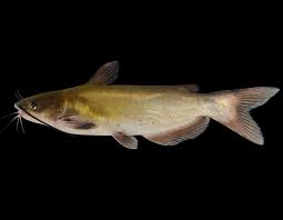 Blue catfish are typically a bluish, gray color on top with a silvery or white underside. Channel Catfish Spotted Cat Blue Cat Fiddler Lady Cat Chucklehead Cat Willow Cat Mdc Discover Nature