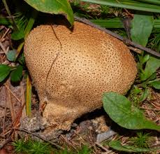 Image result for Scleroderma citrinum