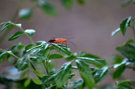 Check spelling or type a new query. How To Get Rid Of Boxelder Bugs Permanently 2021 Bugwiz