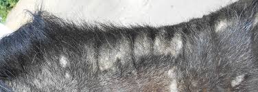 These types of alopecia tend to be noninflammatory unless a secondary skin infection develops. Sweet Itch World Horse Welfare