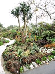 Aloe Barberae Aloe Tree Succulent Landscape Design Drought Tolerant Garden Succulents Garden