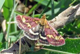 Image result for Pyrausta ostrinalis