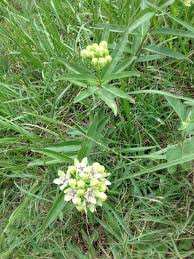 Swamp Milkweed Asclepias Incarnata Asclepias Incarnata Commonly Called Swamp Milkweed Is An Erect Clump Form Asclepias Incarnata Swamp Milkweed Asclepias