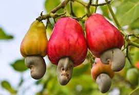 Image result for Anacardium