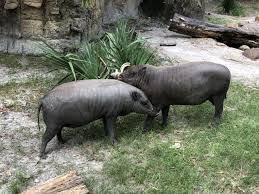 Jeffrey the North Sulawesi...