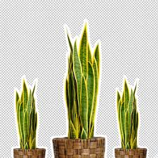 See more ideas about snake plant, plants, house plants. Snake Plant Care Tips For Taking Care Of Snake Plants