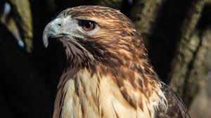 Hawks restaurant | open table diner choice award winner since 2009 for best ambiance, californian cuisine, and most romantic atmosphere. Red Tailed Hawks Potawatomi Zoo