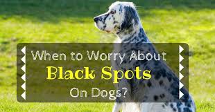 The first symptom of this is hair loss on the tail, the back legs, and chest. Black Spot On Dogs Skin Dog Health 2020 Nolonger Wild