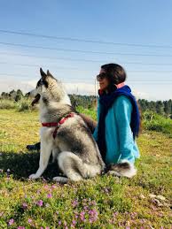 My Dog Loei Huskey Iran Animals Dogs Husky