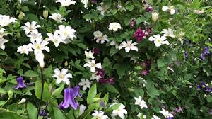 You will get 1 packet contains 1 starter live plant of clematis huldine. Clematis Huldine Www Gardencrossings Com Youtube