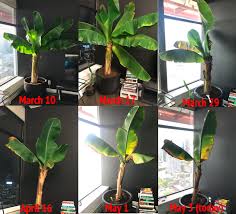 Banana (musa species and cultivars) plant type: Help Save My Banana Plant Pictures Ubc Botanical Garden Forums