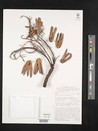 Image result for Ozoroa nitida