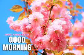Nov 11, 2020 · the flower of a pine tree looks different from other flowers. Greetings Live Free Daily Greetings Pictures Festival Gif Images Good Morning Magic Nature Flowers Greetings Images Free Download
