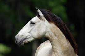 Buckskin Horse Photographs Fine Art America
