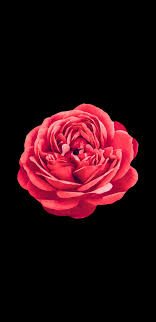 Flower hd phone wallpapers download free background images collection, high quality beautiful flowers wallpaper for your mobile phone. Amoled Wallpaper Rose Wallpaper Samsung Wallpaper Rose Flower Wallpaper