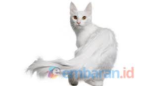 Buat bulatan kecil lalu taruh ke wadah panggang yang sudah dilapisi kertas alas loyang. Kucing Anggora Sejarah 5 Ciri Cara Merawat Makanan Hingga Harganya Embaran Id