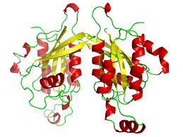 Two monoclonal antibodies to actin: Cdc42 Wikipedia