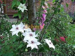 The variety was discovered in hagelby park, stockholm, and introduced in 1998 to celebrate the 10th anniversary of the swedish clematis society. Neue Sorten Rosen Forum Garten Forum Schmid Gartenforum