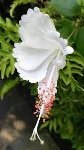 Some flowers have an unusual appearance as well and match like spiders sometimes. Pin By Clarisa On Flowers Strange Flowers Rare Flowers Amazing Flowers