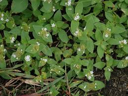 Image result for Richardia brasiliensis