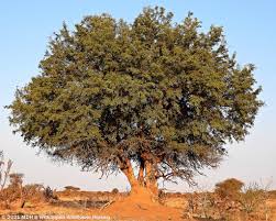 Image result for Xanthocercis zambesiaca