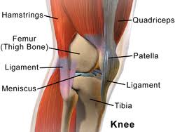 Ligaments are a type of soft tissue that is made up mostly of collagen. Knee Wikipedia