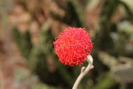 Image result for Kleinia grantii