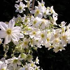 Check spelling or type a new query. Clematis Avalanche Groenblijvend Clematis Immergrun Kletterpflanzen Immergrun