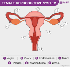 Female Reproductive System Overview Anatomy And Physiology