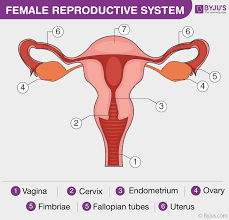 female reproductive system overview anatomy and physiology