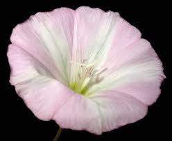 Image result for Convolvulus arvensis