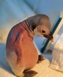 Image result for cute baby animals